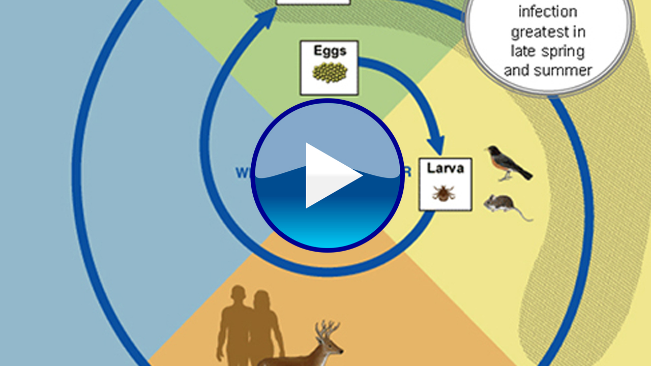 Tick Life Cycle