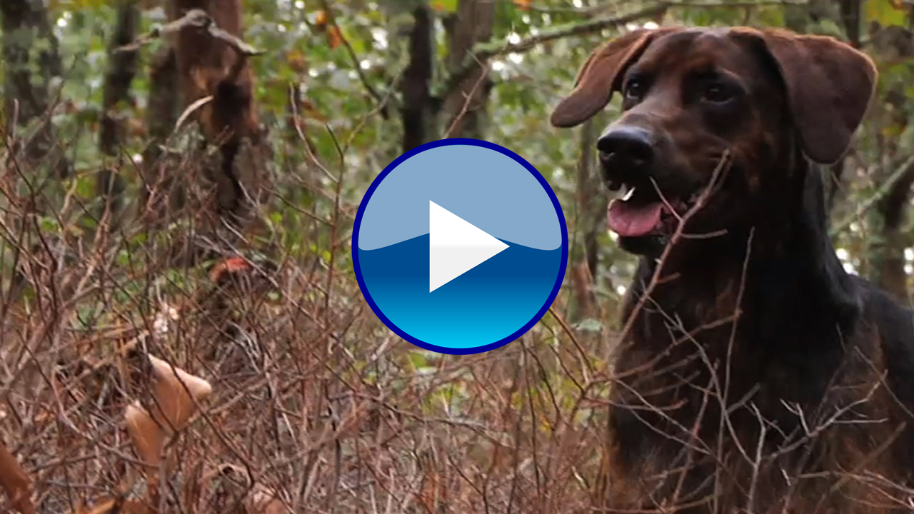 Protect your pet from Tick Borne Illness